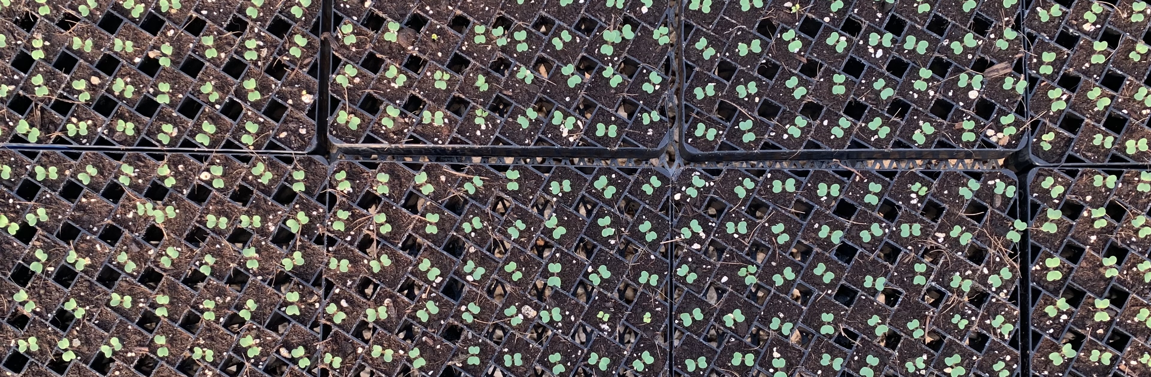 bok choy seedling